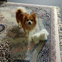 سگ پامر ماده|سگ|پاکدشت, پاکدشت (مامازند)|دیوار