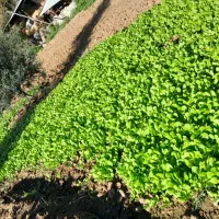 کاهو پیچ زودرس|عمدهفروشی|خان ببین, |دیوار