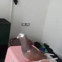 کفتر نر|پرنده|کوهدشت, |دیوار