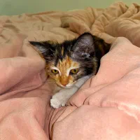 بچه گربه مهربون