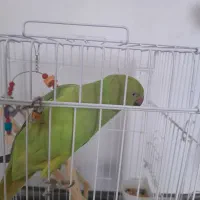 طوطی ملنگو گمشده|حیوانات|سقز, |دیوار