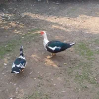 اردک  اصلاحی  بزرگ