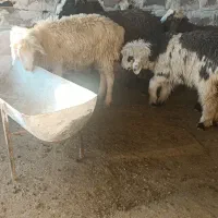 بره|حیوانات مزرعه|گتوند, |دیوار