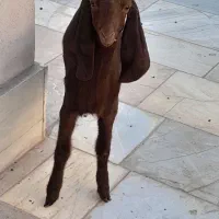 کره پاکستانی