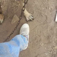 سگ ماده|سگ|قم, بوستان علوی|دیوار