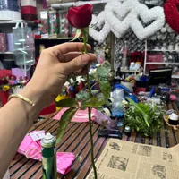 گل رز هلندی|گل و گیاه طبیعی|ماهدشت, |دیوار