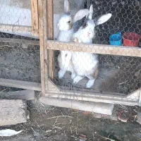 خرگوش نرو ماده باردار