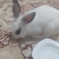 خرگوش دست آموز باهوش خانگی