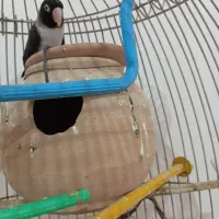 کوتوله نقابدارمشکی|پرنده|کرباسک, |دیوار