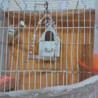 فنچ بالغ کارداده