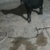 بز و بره