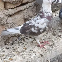 جوجه پرشی|پرنده|قم, علی آباد سعدگان|دیوار