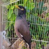 مرغ مینا (پر حرف)|پرنده|ویسیان, |دیوار