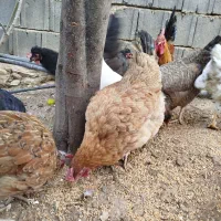 مرغ وخروس محلی اصل|حیوانات مزرعه|یاسوج, |دیوار