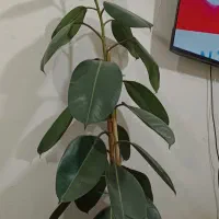 گل و گیاه فروش بدلیل مهاجرت