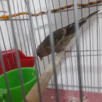 سهره قناری|پرنده|کرمانشاه, |دیوار