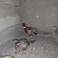 پرنده زینتی