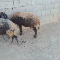 میش|حیوانات مزرعه|نجف‌آباد, حومه نجف آباد|دیوار