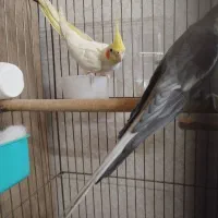 عروس هلندی نرو ماده جفت|پرنده|تهران, اوقاف|دیوار