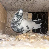 کفتر پرشی خوب|پرنده|حاجی آباد, |دیوار