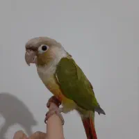 طوطی ۷ ماهه فول رام