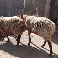 ۲ راس بره نر