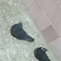 زاغ درجایی با زاغ آبادانی|پرنده|میناب, |دیوار