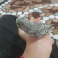 جوجه مرغ عشق