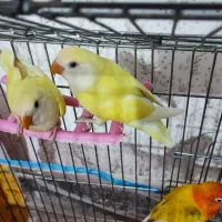 برزیلی خوش رنگ