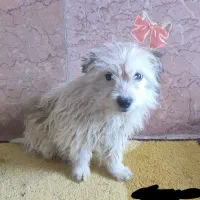 سگ شیتزو کراس