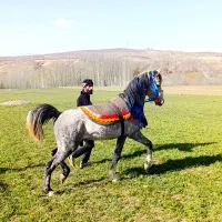 اسب|اسب و تجهیزات اسب‌سواری|بلداجی, |دیوار