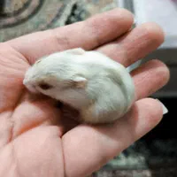 همستر (نژاد مینیاتوری)|موش و خرگوش|تهران, حکیمیه|دیوار