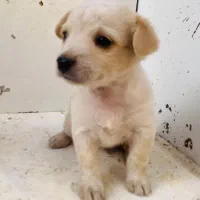 عدد پاکوتاه ماده ونر