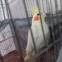 عروس هلندی لیتیونی دستی رام باهوش