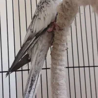 عروس هلندی ماده آماده جفت