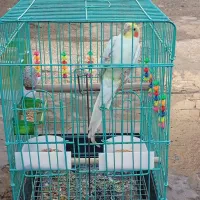 25/000/000|پرنده|ملایر, |دیوار