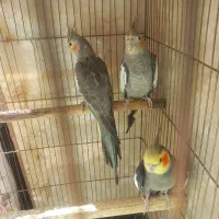 تعدادی عروس هلندی بفروش میرسد