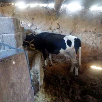 گوساله|حیوانات مزرعه|پاتاوه, |دیوار