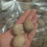 بادام گردو عسل|خوردنی و آشامیدنی|رامسر, |دیوار