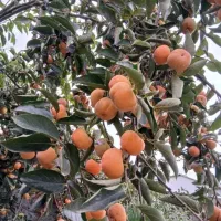 فروش خرمالو تازه