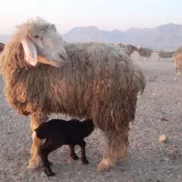 میش بره دار|حیوانات مزرعه|قیروکارزین, |دیوار