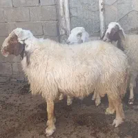 ورن سنجابی اصیل|حیوانات مزرعه|ماهیدشت, |دیوار