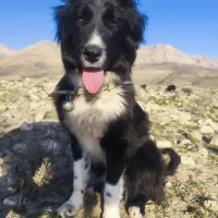 توله نر وماده قدریهجانی