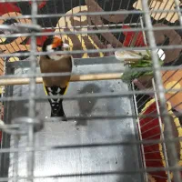 سهره|پرنده|شهر ری, شهادت|دیوار