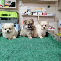 سگ. پامر خرسی روباهی پامرانین عروسکی