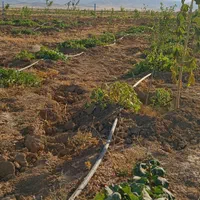 باغ ۵۰۰ متری درخت کاری شده|فروش زمین و ملک کلنگی|ساروق, |دیوار