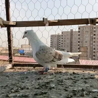 پشت هفت رنگ عتیقه