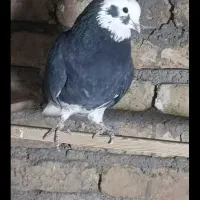 ماده بالغ سیاه گمشده