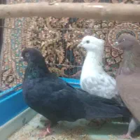 ماده نر جفت پرندگان حیوانات پرنده