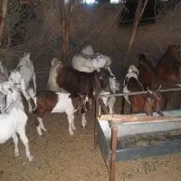 ۱۱بز و کهره پاکستانی بفروش میرسد|حیوانات مزرعه|جیرفت, |دیوار